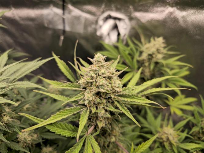 🍊Orange Sherbert Auto🍧. Week 9