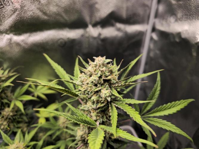 🍊Orange Sherbert Auto🍧. Week 9