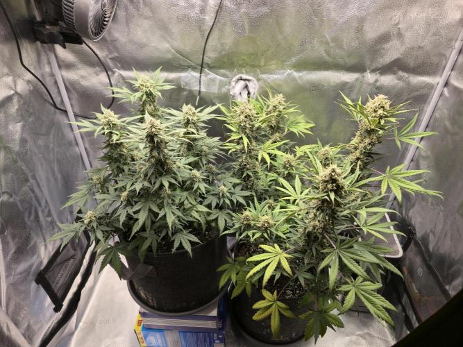 Orange Sherbet Auto. Week 9