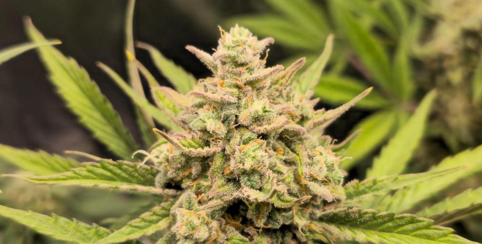 Orange Sherbet Auto. Week 9
