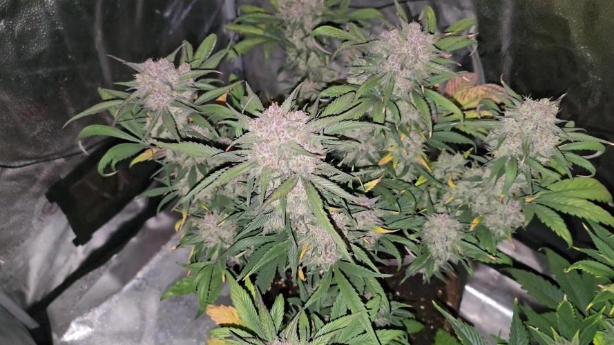 🍓🦍 Strawberry Gorilla Madness