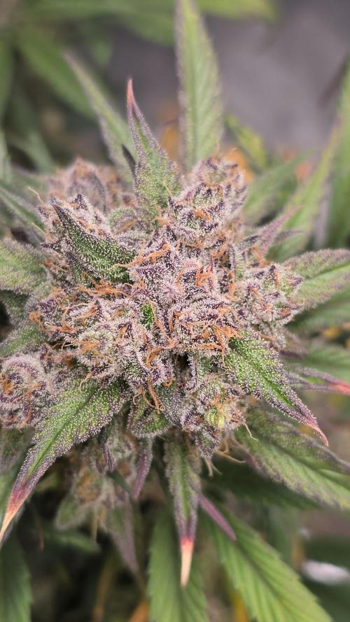🍓🦍 Strawberry Gorilla Madness. Week 9
