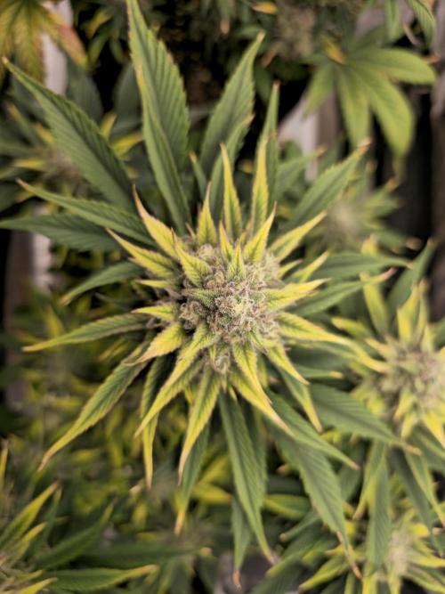 🍓🦍 Strawberry Gorilla Madness. Week 9