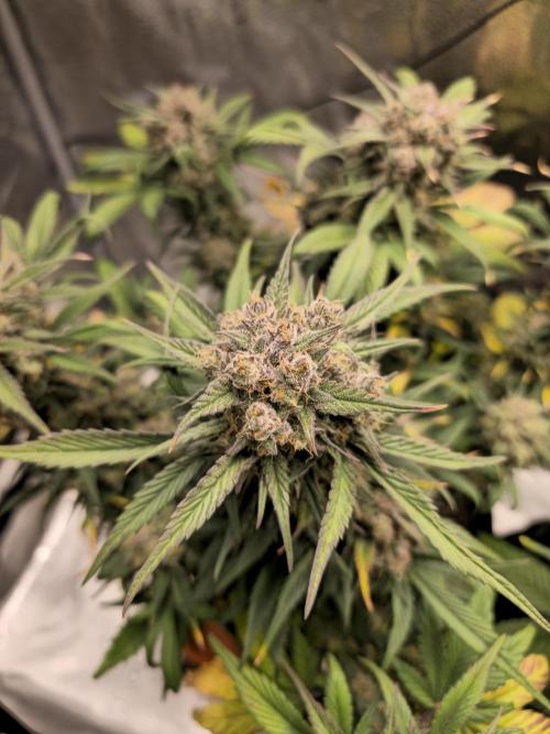 🍓🦍 Strawberry Gorilla Madness. Week 9
