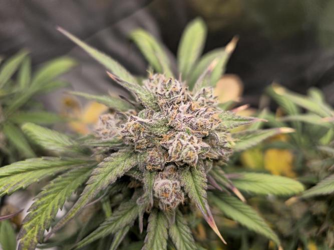 🍓🦍 Strawberry Gorilla Madness. Week 9