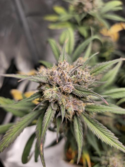 🍓🦍 Strawberry Gorilla Madness. Week 9