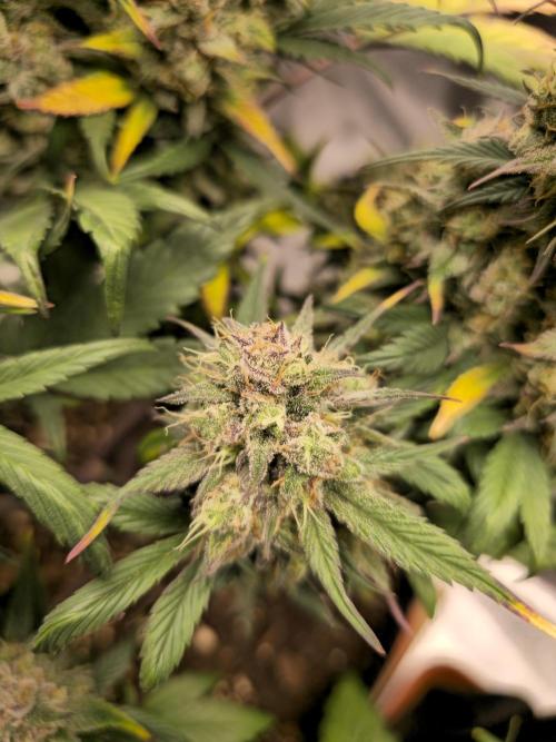🍓🦍 Strawberry Gorilla Madness. Week 9