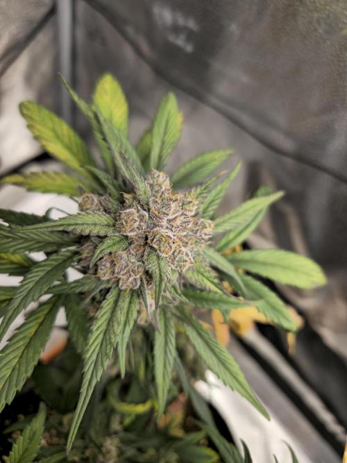 🍓🦍 Strawberry Gorilla Madness. Week 9