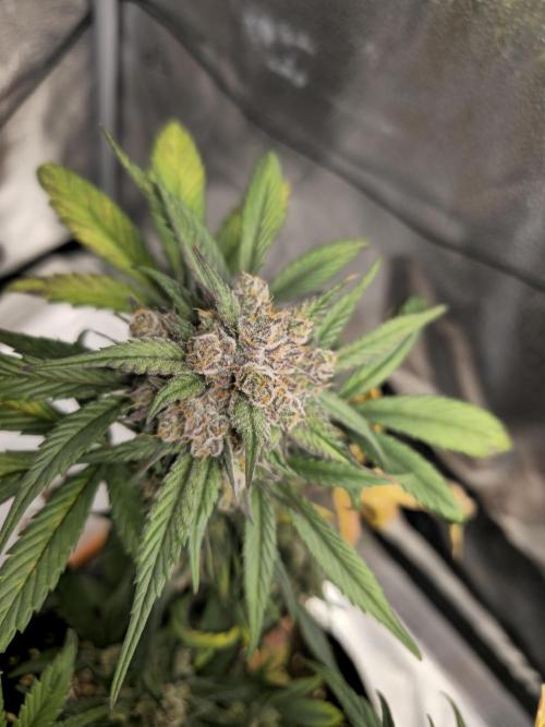 🍓🦍 Strawberry Gorilla Madness. Week 9