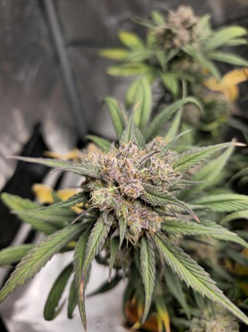 🍓🦍 Strawberry Gorilla Madness. Week 9