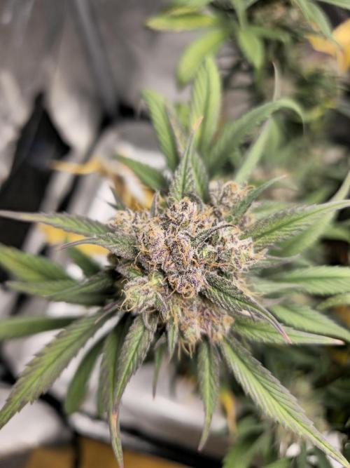 🍓🦍 Strawberry Gorilla Madness. Week 9