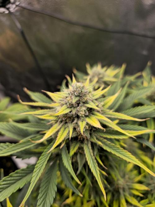 🍓🦍 Strawberry Gorilla Madness. Week 9