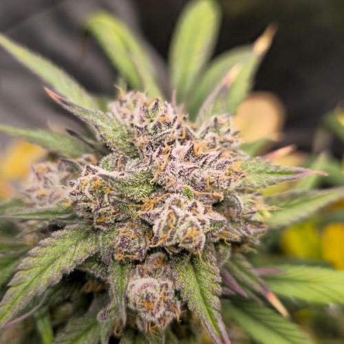 🍓🦍 Strawberry Gorilla Madness. Week 9