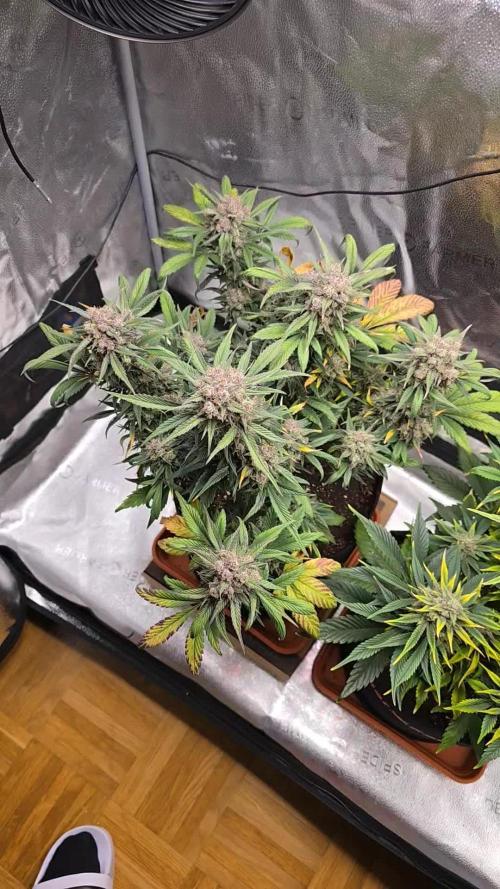 🍓🦍 Strawberry Gorilla Madness