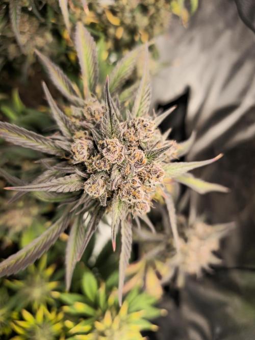 🍓🦍 Strawberry Gorilla Madness. Week 10