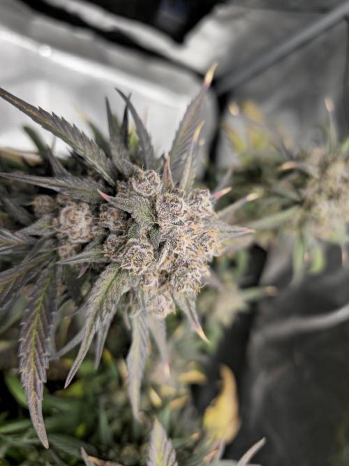 🍓🦍 Strawberry Gorilla Madness. Week 10