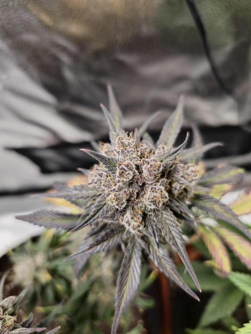 🍓🦍 Strawberry Gorilla Madness. Week 10