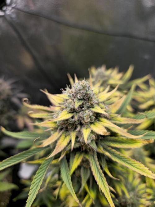 🍓🦍 Strawberry Gorilla Madness. Week 10 - hash plant