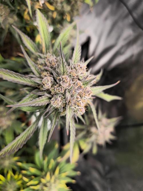 🍓🦍 Strawberry Gorilla Madness. Week 10