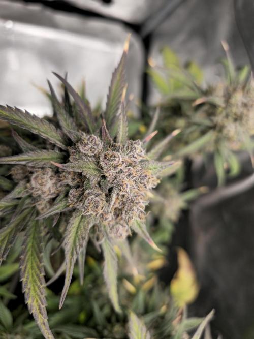 🍓🦍 Strawberry Gorilla Madness. Week 10