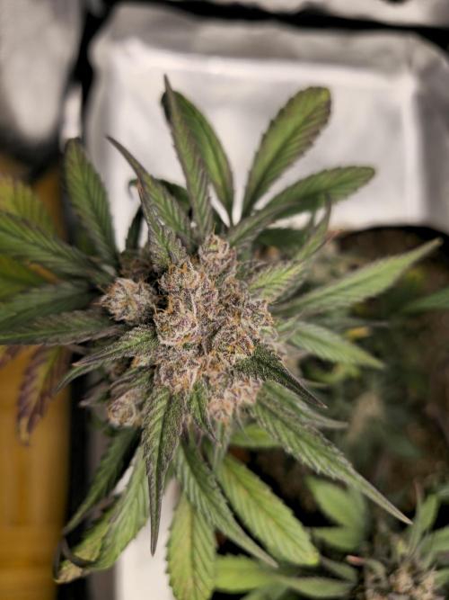 🍓🦍 Strawberry Gorilla Madness. Week 10