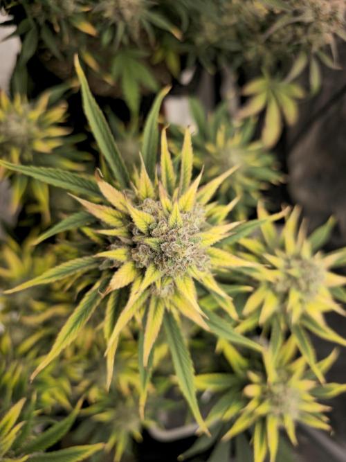 🍓🦍 Strawberry Gorilla Madness. Week 10 - hash plant