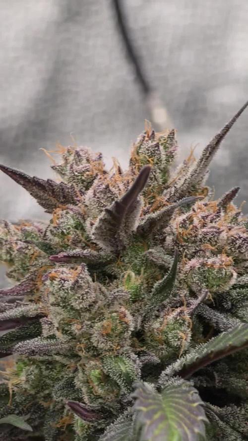 🍓🦍 Strawberry Gorilla Madness