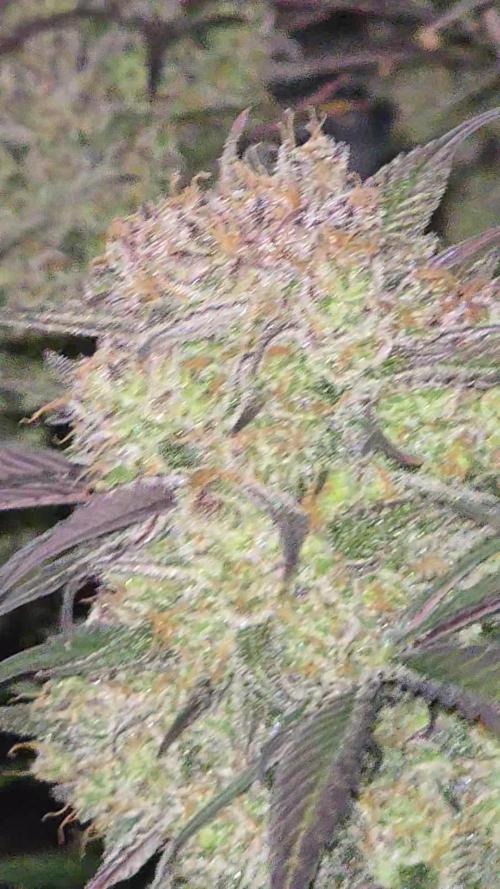 🍓🦍 Strawberry Gorilla Madness
