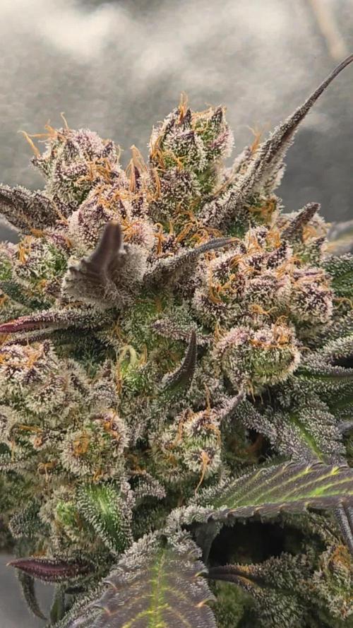 🍓🦍 Strawberry Gorilla Madness