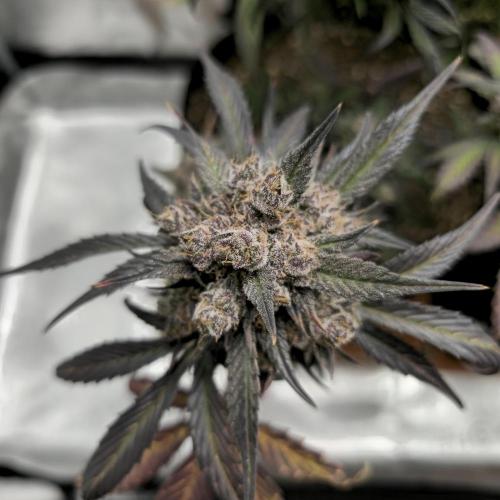 🍓🦍 Strawberry Gorilla Madness. Week 11