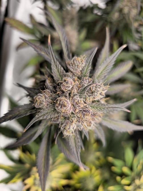 🍓🦍 Strawberry Gorilla Madness. Week 11