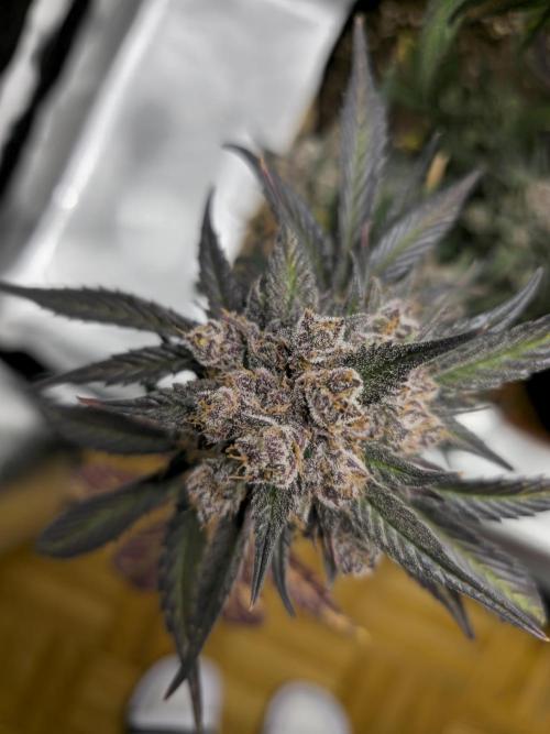 🍓🦍 Strawberry Gorilla Madness. Week 11