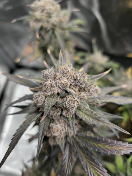 🍓🦍 Strawberry Gorilla Madness. Week 11