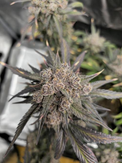 🍓🦍 Strawberry Gorilla Madness. Week 11