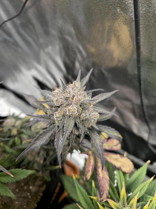 🍓🦍 Strawberry Gorilla Madness. Week 11