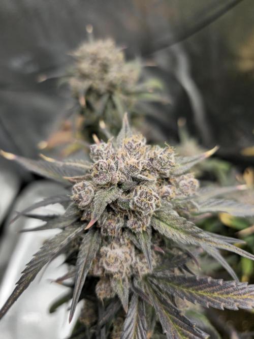 🍓🦍 Strawberry Gorilla Madness. Week 11