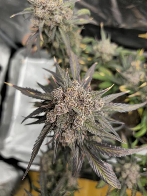 🍓🦍 Strawberry Gorilla Madness. Week 11