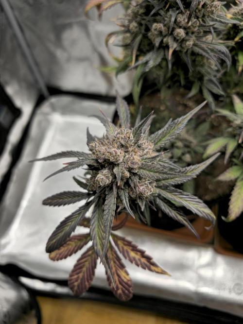 🍓🦍 Strawberry Gorilla Madness. Week 11
