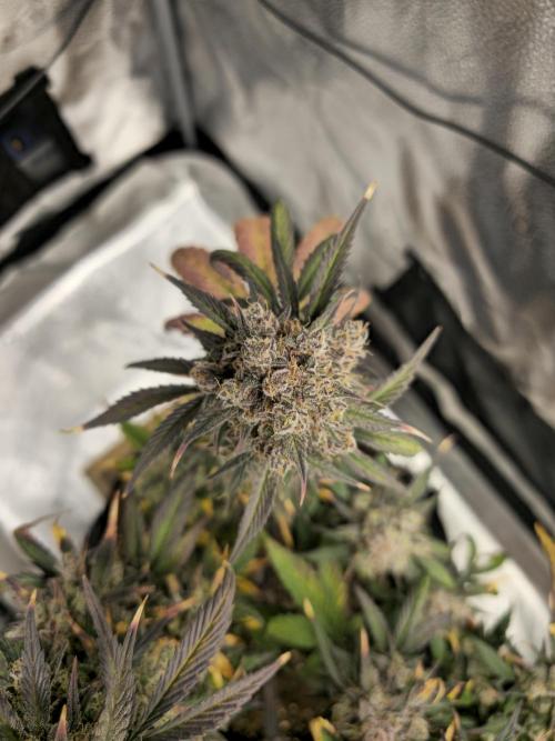 🍓🦍 Strawberry Gorilla Madness. Week 11