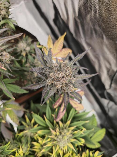 🍓🦍 Strawberry Gorilla Madness. Week 11