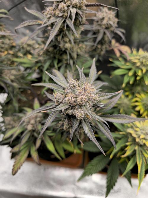 🍓🦍 Strawberry Gorilla Madness. Week 11