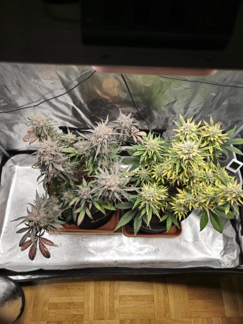 🍓🦍 Strawberry Gorilla Madness. Week 11