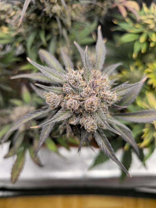 🍓🦍 Strawberry Gorilla Madness. Week 11