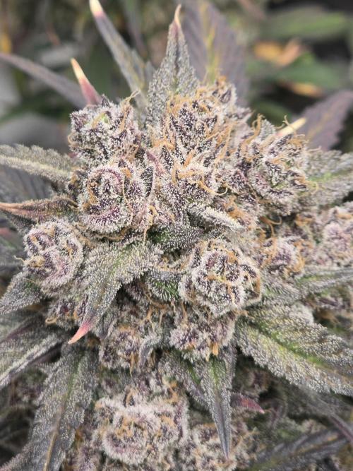 🍓🦍 Strawberry Gorilla Madness. Week 11