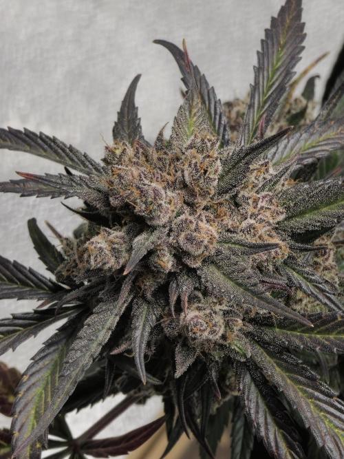 🍓🦍 Strawberry Gorilla Madness. Week 11