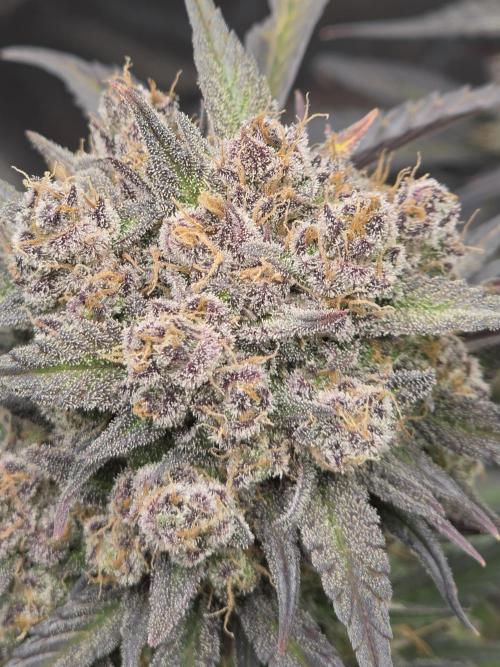 🍓🦍 Strawberry Gorilla Madness. Week 11