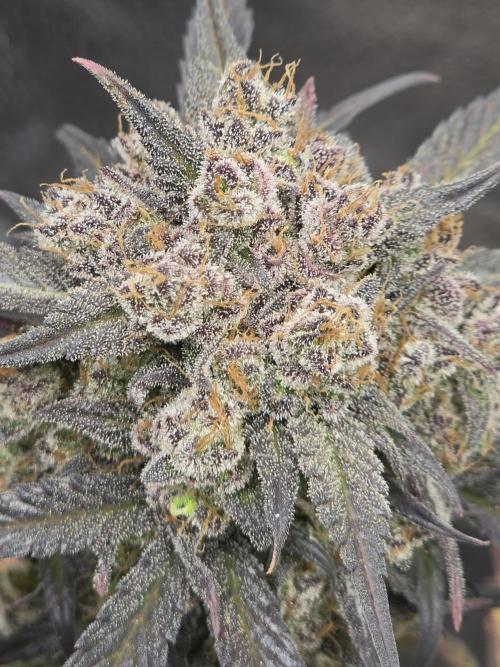 🍓🦍 Strawberry Gorilla Madness. Week 11