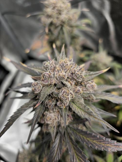🍓🦍 Strawberry Gorilla Madness. Week 11