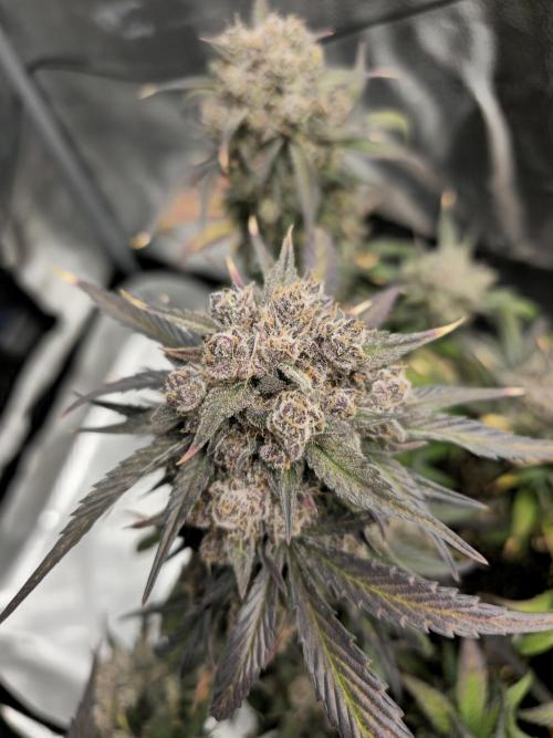 🍓🦍 Strawberry Gorilla Madness. Week 11