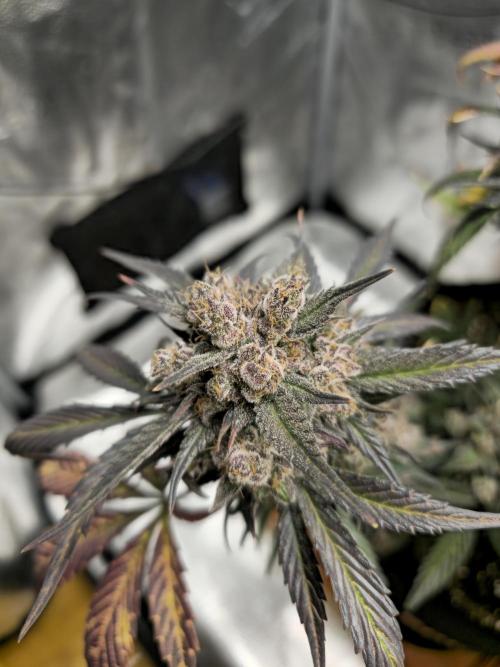 🍓🦍 Strawberry Gorilla Madness. Week 11